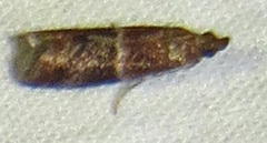 Moodna ostrinella