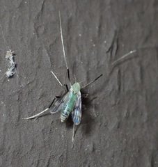 Stenochironomus