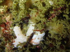 Didemnum carnulentum