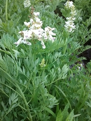 Corydalis caseana brachycarpa