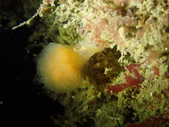 Distaplia occidentalis