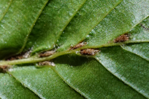 Aceria tenella