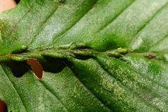Aceria tenella