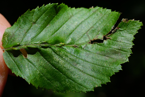 Aceria tenella