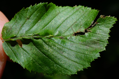 Aceria tenella