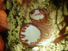 Zirfaea pilsbryi