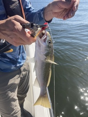 Genyonemus lineatus