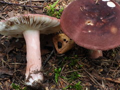Russula queletii