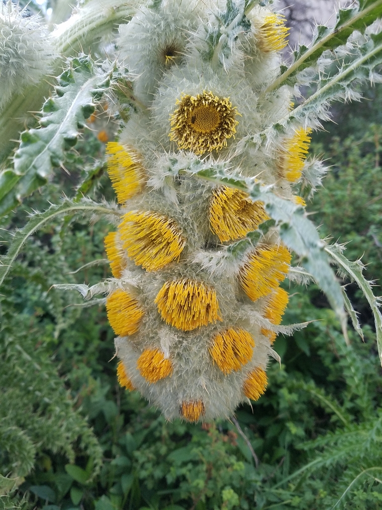 funky thistle