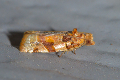 Argyrotaenia kimballi