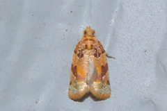 Argyrotaenia kimballi