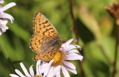 Boloria astarte