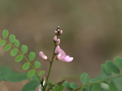 Tephrosia brachyodon