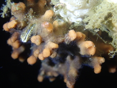 Antropora tincta