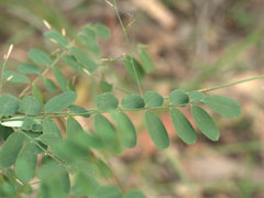 Tephrosia brachyodon