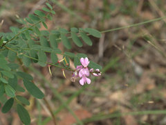 Tephrosia brachyodon