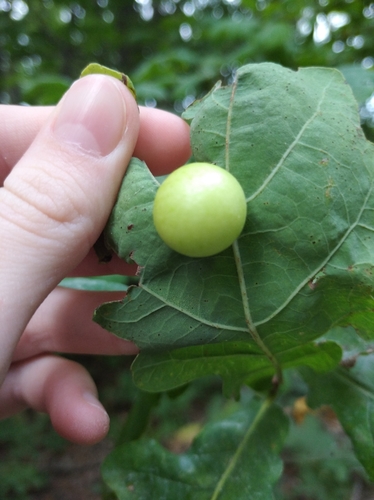 Obuoliškoji gumbavapsvė nuotrauka