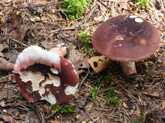 Russula queletii