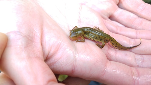Bosca's Newt