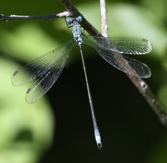 Lestes vigilax