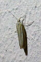 Agriphila selasella