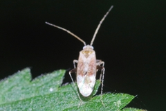 Compsidolon salicellum