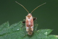 Compsidolon salicellum