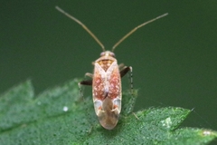 Compsidolon salicellum