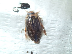 Coptotomus