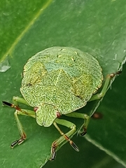 Palomena prasina