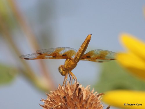 Mexican Amberwing