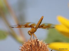 Perithemis intensa