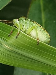 Palomena prasina