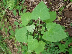 Onoseris onoseroides