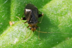 Halticus luteicollis