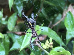 Micrathena pichincha