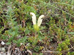 Pedicularis capitata