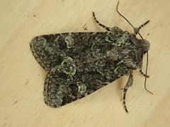 Lacinipolia comis