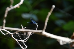 Calopteryx syriaca