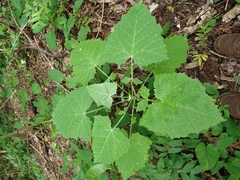 Onoseris onoseroides