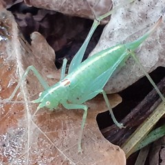 Meconema meridionale