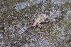 Deraeocoris lutescens