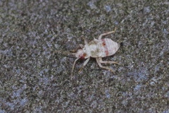 Deraeocoris lutescens