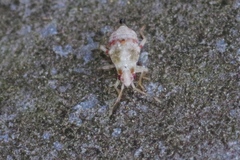 Deraeocoris lutescens