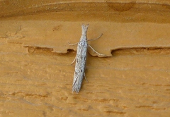 Pleurota albastrigulella