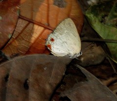 Strephonota cyllarissus