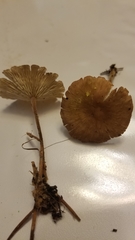 Collybiopsis biformis