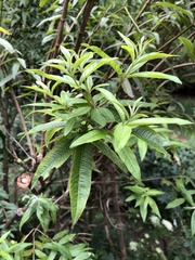 Aloysia citrodora