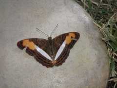 Adelpha plesaure