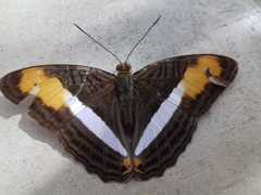 Adelpha plesaure